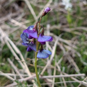 Swainsona monticola at Kambah, ACT - 19 Sep 2021 09:02 AM