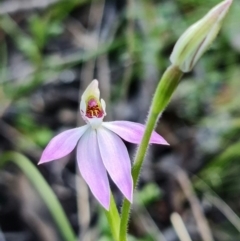 Caladenia carnea at Denman Prospect, ACT - 19 Sep 2021