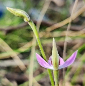 Caladenia carnea at Denman Prospect, ACT - 19 Sep 2021