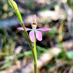 Caladenia carnea at Stromlo, ACT - 19 Sep 2021