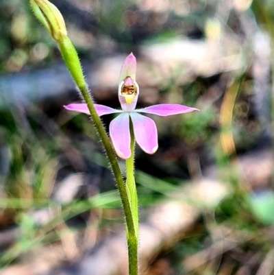 Caladenia carnea (Pink Fingers) at Stromlo, ACT - 19 Sep 2021 by AaronClausen