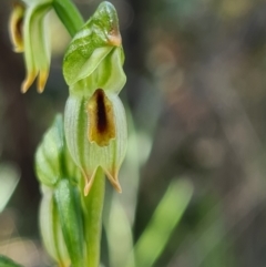 Bunochilus montanus (ACT) = Pterostylis jonesii (NSW) (Montane Leafy Greenhood) at Denman Prospect, ACT - 19 Sep 2021 by AaronClausen