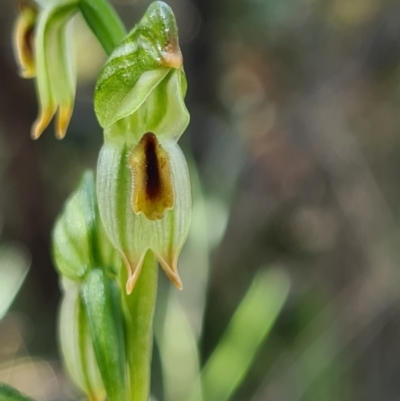 Bunochilus montanus (ACT) = Pterostylis jonesii (NSW) (Montane Leafy Greenhood) at Denman Prospect, ACT - 19 Sep 2021 by AaronClausen