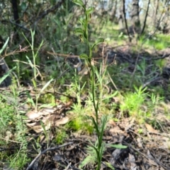 Bunochilus montanus (ACT) = Pterostylis jonesii (NSW) at Denman Prospect, ACT - suppressed