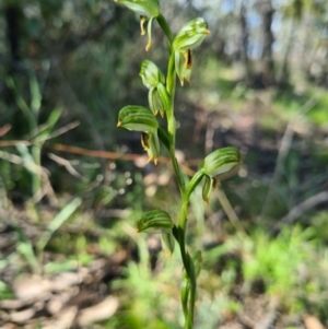 Bunochilus montanus (ACT) = Pterostylis jonesii (NSW) at Denman Prospect, ACT - suppressed