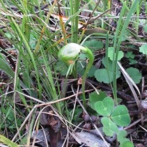 Pterostylis nutans at Hawker, ACT - 19 Sep 2021