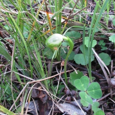 Pterostylis nutans (Nodding Greenhood) at Hawker, ACT - 19 Sep 2021 by sangio7