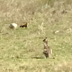 Vulpes vulpes (Red Fox) at Kambah, ACT - 19 Sep 2021 by PeterR