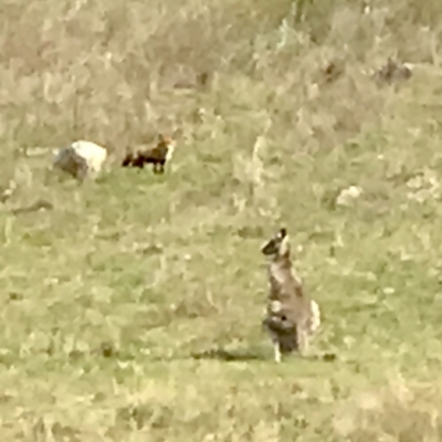 Vulpes vulpes (Red Fox) at Kambah, ACT - 18 Sep 2021 by PeterR