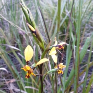 Diuris nigromontana at O'Connor, ACT - suppressed