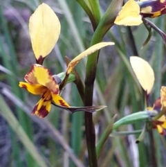 Diuris nigromontana at O'Connor, ACT - suppressed