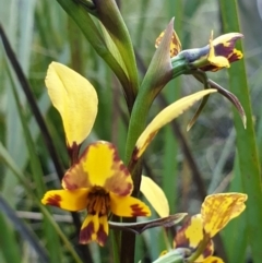 Diuris nigromontana at O'Connor, ACT - suppressed