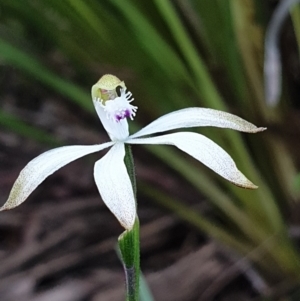 Caladenia ustulata at O'Connor, ACT - 19 Sep 2021