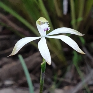 Caladenia ustulata at O'Connor, ACT - 19 Sep 2021