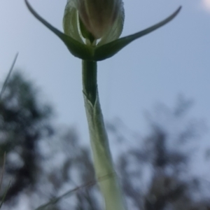 Pterostylis nutans at Undefined Area - suppressed