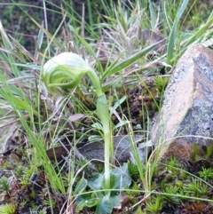 Pterostylis nutans at Undefined Area - suppressed