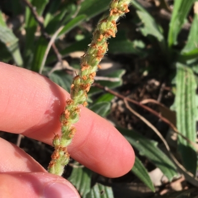 Plantago varia (Native Plaintain) at Downer, ACT - 19 Sep 2021 by Ned_Johnston