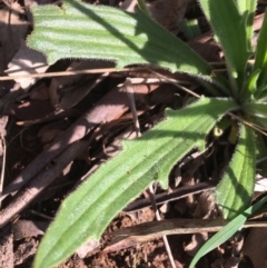 Plantago varia at Downer, ACT - 19 Sep 2021 03:51 PM