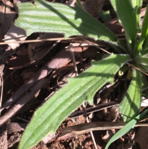 Plantago varia at Downer, ACT - 19 Sep 2021 03:51 PM