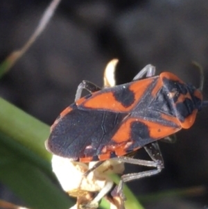 Spilostethus pacificus at Downer, ACT - 19 Sep 2021 03:22 PM