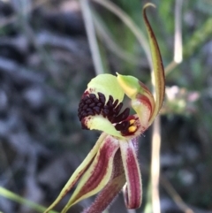 Caladenia actensis (Canberra Spider Orchid) at Downer, ACT - 19 Sep 2021 by Ned_Johnston