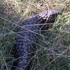 Tiliqua rugosa at Downer, ACT - 19 Sep 2021