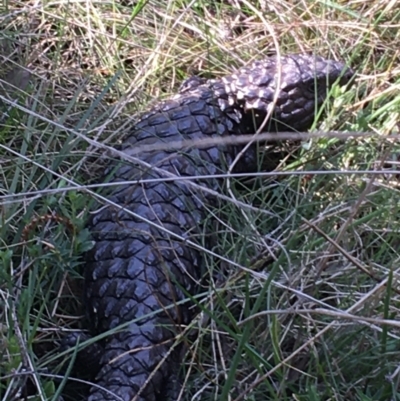 Tiliqua rugosa (Shingleback Lizard) at Downer, ACT - 19 Sep 2021 by Ned_Johnston