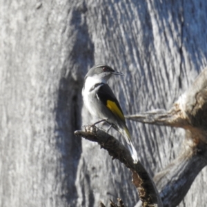 Phylidonyris pyrrhopterus at Stromlo, ACT - 19 Sep 2021 07:57 AM