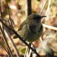 Phylidonyris pyrrhopterus at Stromlo, ACT - 19 Sep 2021