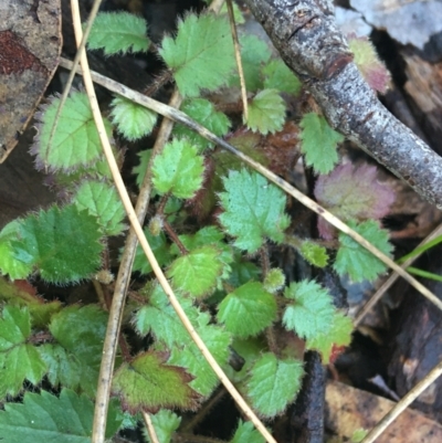 Rubus sp. (Blackberry) at Acton, ACT - 18 Sep 2021 by Ned_Johnston