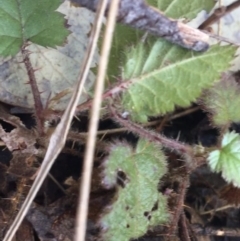 Rubus fruticosus species aggregate at Acton, ACT - 18 Sep 2021 03:31 PM