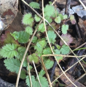 Rubus fruticosus species aggregate at Acton, ACT - 18 Sep 2021 03:31 PM