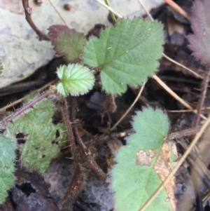 Rubus fruticosus species aggregate at Acton, ACT - 18 Sep 2021 03:31 PM