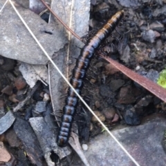 Paradoxosomatidae sp. (family) (Millipede) at ANBG South Annex - 18 Sep 2021 by Ned_Johnston