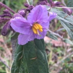 Solanum brownii (Violet Nightshade) at Acton, ACT - 18 Sep 2021 by Ned_Johnston