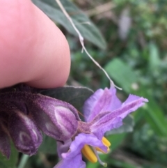 Solanum brownii at Acton, ACT - 18 Sep 2021