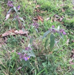Solanum brownii at Acton, ACT - 18 Sep 2021 02:16 PM