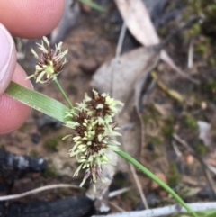 Luzula meridionalis (Common Woodrush) at Acton, ACT - 18 Sep 2021 by NedJohnston