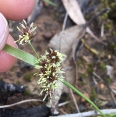 Luzula meridionalis (Common Woodrush) at ANBG South Annex - 18 Sep 2021 by Ned_Johnston