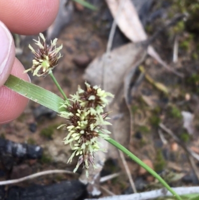 Luzula meridionalis (Common Woodrush) at Acton, ACT - 18 Sep 2021 by Ned_Johnston