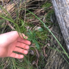 Brachyscome spathulata at Acton, ACT - 18 Sep 2021