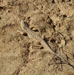 Pogona barbata (Eastern Bearded Dragon) at Wright, ACT - 17 Sep 2021 by jmcleod