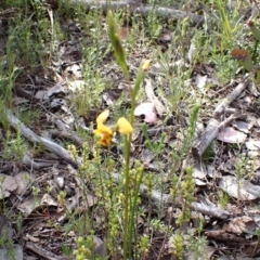 Diuris nigromontana at Downer, ACT - 19 Sep 2021