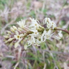 Stackhousia monogyna (Creamy Candles) at Holt, ACT - 19 Sep 2021 by byomonkey