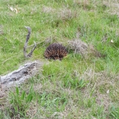 Tachyglossus aculeatus (Short-beaked Echidna) at Kama - 19 Sep 2021 by byomonkey