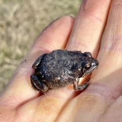 Uperoleia laevigata (Smooth Toadlet) at Mulligans Flat - 18 Sep 2021 by AndrewCB