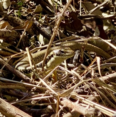 Eulamprus heatwolei (Yellow-bellied Water Skink) at Lake Burley Griffin West - 11 Sep 2021 by AndrewCB