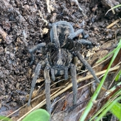 Tasmanicosa sp. (genus) (Unidentified Tasmanicosa wolf spider) at O'Connor, ACT - 18 Sep 2021 by AndrewCB