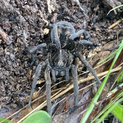 Tasmanicosa sp. (genus) (Unidentified Tasmanicosa wolf spider) at O'Connor, ACT - 18 Sep 2021 by AndrewCB