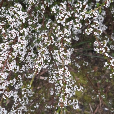 Thryptomene ericaea (Heath Thryptomene) at Ballast Head, SA - 28 Aug 2021 by laura.williams